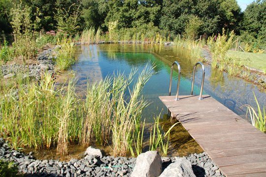 Wasserpflanzen Schwimmteich Wasseraufbereitung