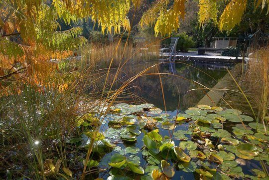 Schwimmteichpflege Schwimmteich Herbst