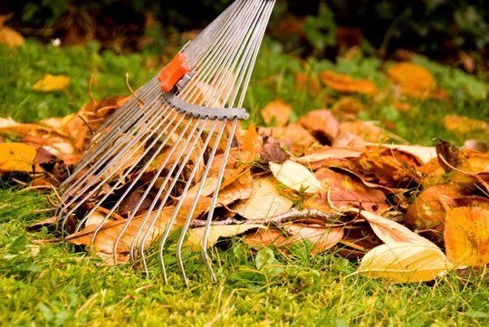 Pflegetipps für den Garten: Im Herbst ist das Laub dran. Foto: BGL