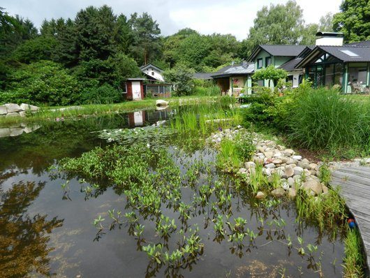 Schwimmteich Handbuch Wasserpflanzen