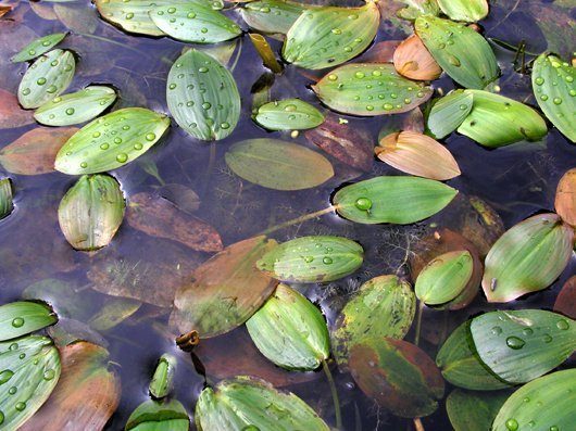 Schwimmendes Laichkraut Schwimmteich Handbuch Wasserpflanzen Klaus van de Weyer