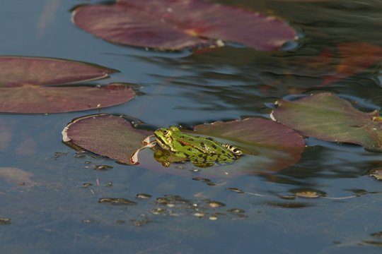 In Schwimmteichen gibt es allerhand Leben. Foto: Teich & Garten