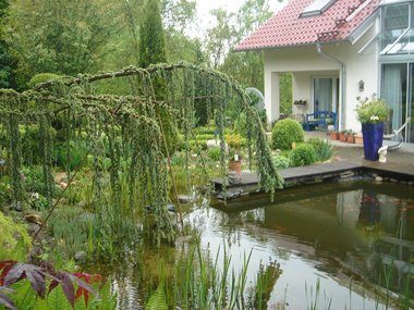 Gartenteich Naturpool