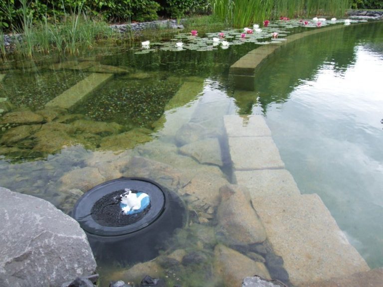 Schwimmteich mit wunderschönen Seerosen