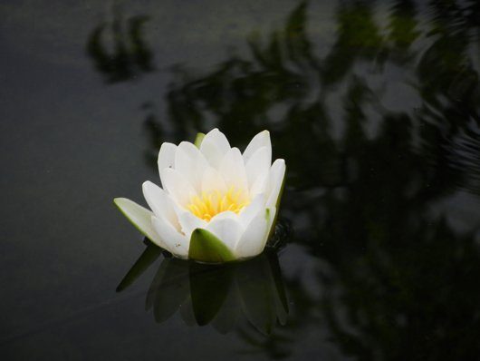 Handbuch Wasserpflanzen Seerose Schwimmteich