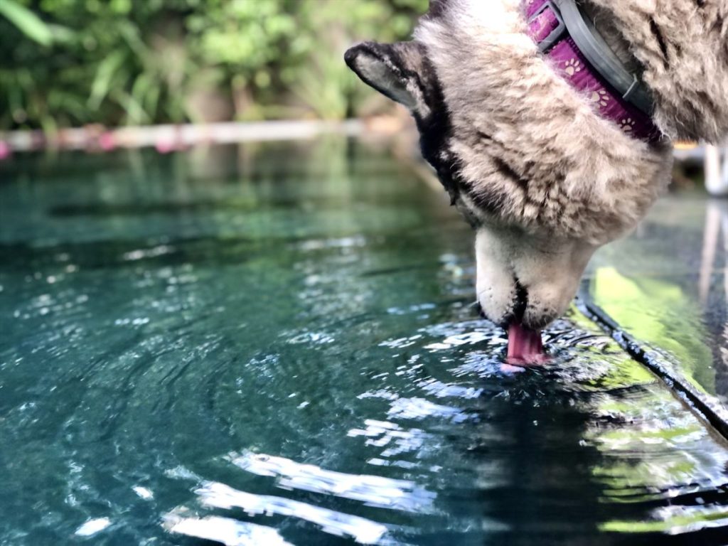 Poolreinigung Kmobateva Hund trinkt Poolwasser