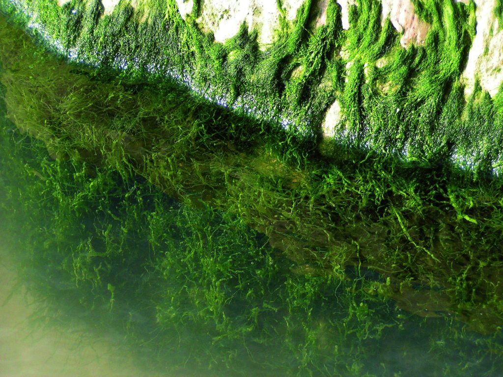 Trübes Poolwasser Algen Poolpflege