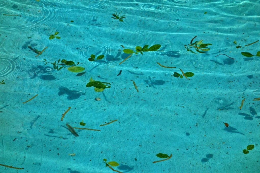 Schwimmbadabdeckung_Blätter im Pool_Pixabay MabelAmber