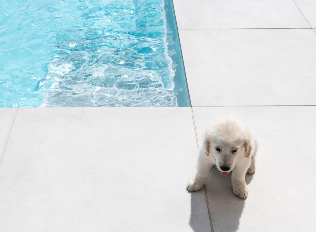 Hundepool XXL - Hund am Pool - Bild