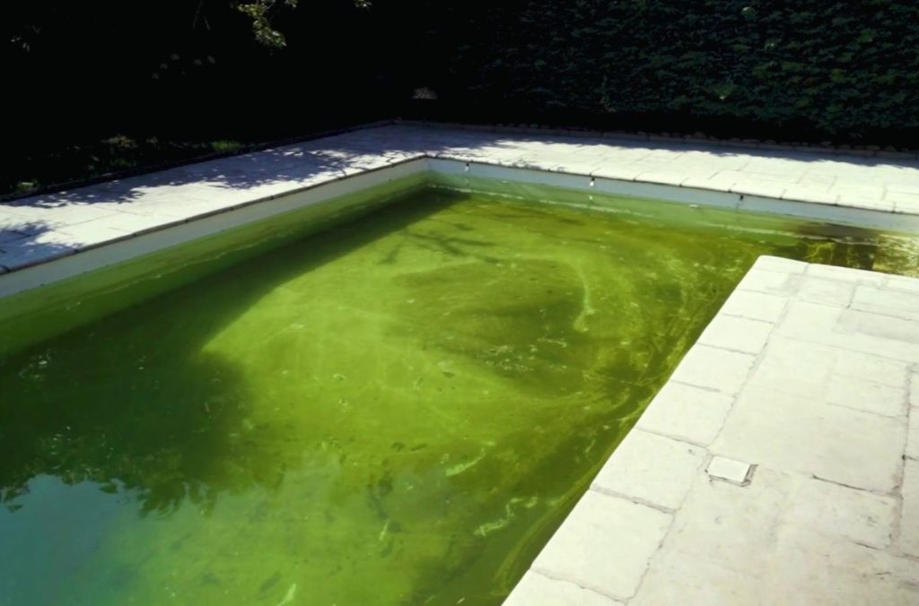 Grünes Poolwasser Algen im Pool