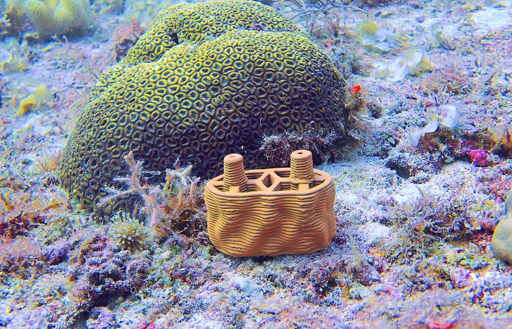 Pujada Bay Philippinen rrreefs